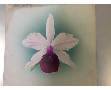 Frederick William Bolas (British, 1871-1951), Study of an Orchid, a Canhamiana Alba variety, gouache on card, signed verso an