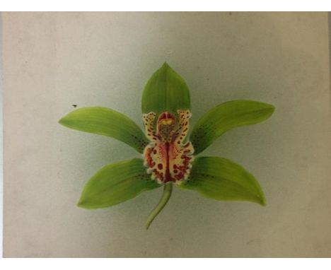 Frederick William Bolas (British, 1871-1951), Study of an Orchid, gouache on card, signed verso and dated 1918, further inscr