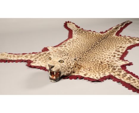 Indian leopard skin, leopard of Panar, the leopard was reputed to kill over 30 people, length 208cm CONDITION REPORTThe leopa