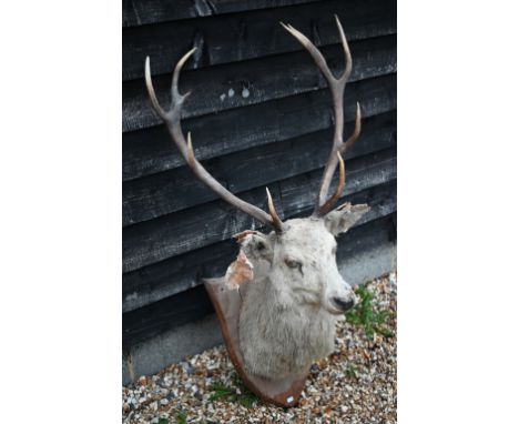 Taxidermy: a large hunting trophy, white red deer stag's head on oak shield (a/f) 
