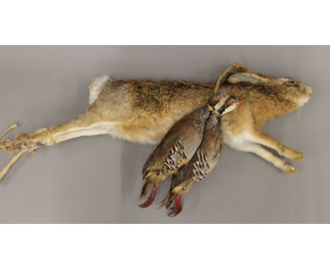 A taxidermy specimen of two French Partridge and a taxidermy specimen of a hare. The latter 80 cm long.