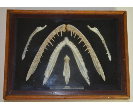 Framed set of predatory animals jaws, possibly a snake/Anaconda. Glass and wood case with silver plaque engraved "1977 J.W.Si