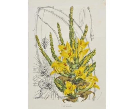 *Van Houtte (Louis). A collection of ninety botanical prints, originally published in 'Flore des Serres et des Jardins l'Euro