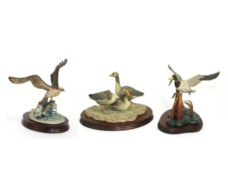 Border Fine Arts Bird Models Comprising: 'Greylag Geese', model No. L93 by Ray Ayres, limited edition 905/950, on wood base, 