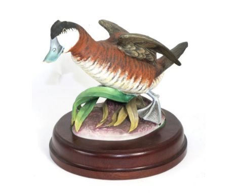 Crown Staffordshire Wildfowl by Peter Scott model of ''Ruddy Duck'', 1985, limited edition 150-250, on wooden plinth