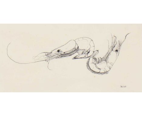 *Joan Warburton (1920-1996)Prawnssigned with initials and dated '60 l.r., pen and ink13.5 x 26cm*Artist's Resale Right may ap