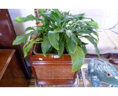 A modern hardwood planter having cane work panelled decoration inset with plant.
