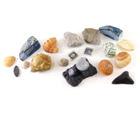 Various fossils, metamorphic rocks, shells, nacre style shell 8cm wide etc. (a quantity)