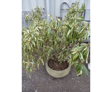 A PRE-CAST CIRCULAR PLANTER, containing a large shrub