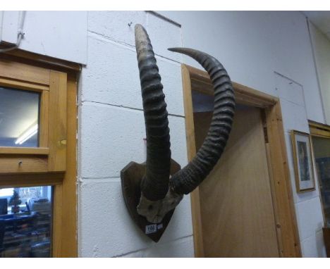 Vintage Mounted Set of Horns possibly Sable Antelope 