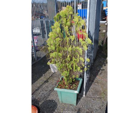 A Leylandii tree in planter.