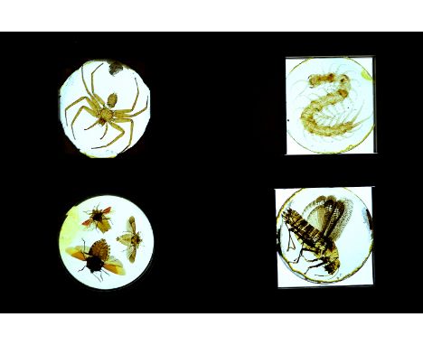 Mahogany-Mounted Insect and Arachnid Balsam-Mounted Specimen Magic Lantern Slides, including South American Tree Bugs (4), F,