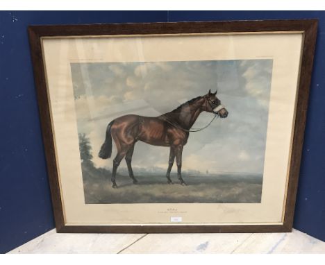 Juliet Mcleod, signed limited edition print of racehorse "Millreef" 60x71cm 
