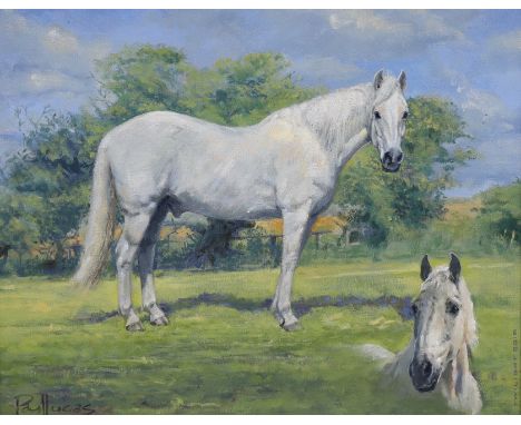 Paul Lucas ASEA, oil on canvas, 'Twilight' portrait of a white stallion, signed and dated 20 16, 39 x 49cm