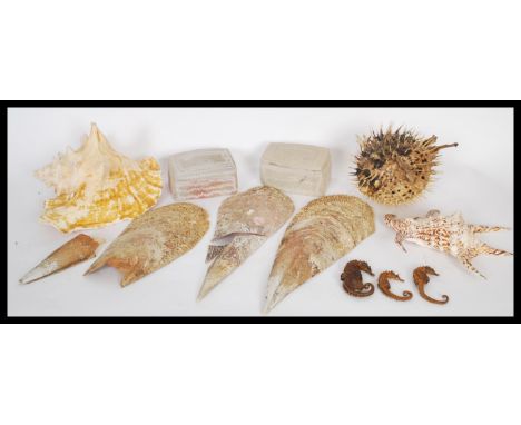 Conchology - A selection of sea shells and dried sea creatures to include two conch shells, a taxidermy puffer fish, three se