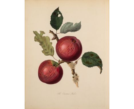 Apples.- Knight (Thomas Andrew) Pomona Herefordiensis, first edition, 30 hand-coloured stipple-engraved and aquatint plates, 