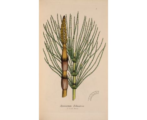 Sowerby (John E.) &amp; Charles Johnson. The Ferns of Great Britain [&amp;] The Fern Allies: A Supplement..., together 2 vol.