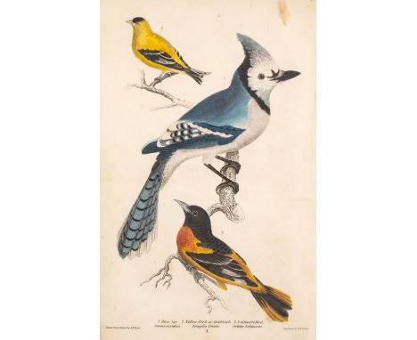 Birds.- Wilson (Alexander) and Charles Lucian Bonaparte. American Ornithology: or, The Natural History of the Birds of the Un