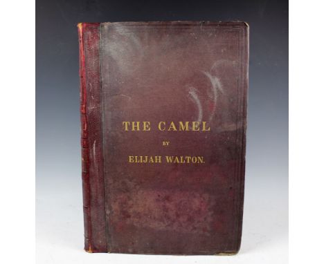 WALTON (E), THE CAMEL: ITS ANATOMY, PROPORTIONS AND PLACES, elephant folio, with frontis plate, 94 numbers plates and two add