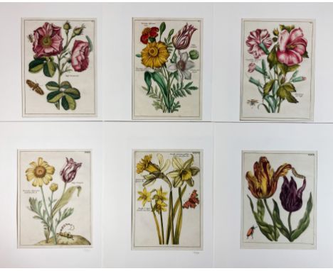 FLOWERS -- COLLECTION of 31 engraved plates from 'Nederlandsch Bloemwerk'. (Amst., 1794. All delicately cold. by hand. 200 x 
