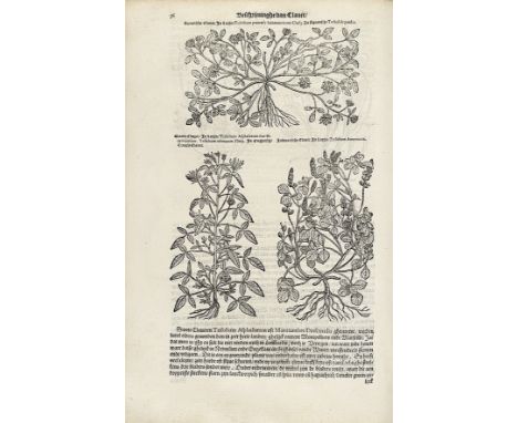 LOBEL, M. de. Kruydtboeck oft beschrijvinghe van allerleye ghewassen, kruyderen, hesteren, ende gheboomten. Antw., C. Plantin