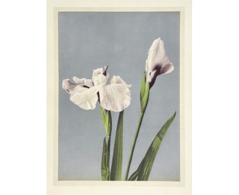 JAPAN -- OGAWA K(AZUMASA). Some Japanese flowers. Yokohama, (etc.), Kelly &amp; Walsh, Ltd., n.d. (=1896). W. title-p. and 37