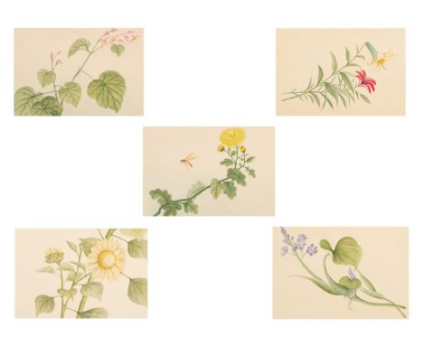 FIVE EARLY-MID 20TH CENTURY JAPANESE BOTANICAL WATERCOLOURS. Watercolour and gouache on paper, each depicting a flower spray,