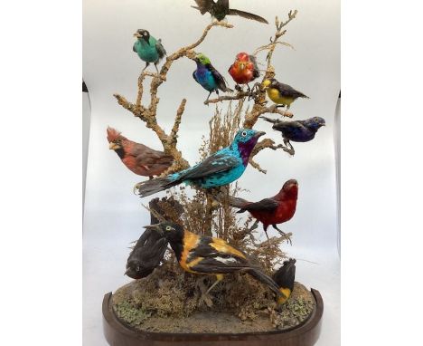  Splendid and Rare Taxidermy group of exotic birds, ; likely  South American, set in natural branch and fauna surrounds. By a