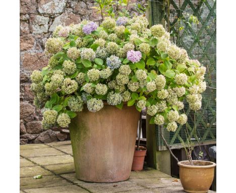 A very large terracotta tapered planter containing a hydrangea, 29in. (73.7cm.) high, 29in. (73.7cm) diameter.