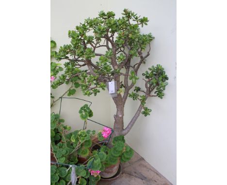 A terracotta tapered planter planted with a large money tree, 14in. (35.5cm.) high, 15½in. (39.4cm.) diameter.
