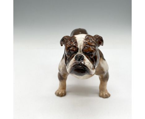 The bulldog stance is well known with his broad shoulders and trim waist he is formidable but really is just a lap dog at hea
