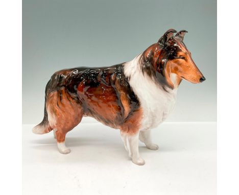 Ashstead Applause is a beautiful specimen of this breed with his full dark and light brown coat with white chest, shoulders a