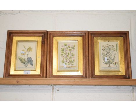 Three gilt framed botanical prints