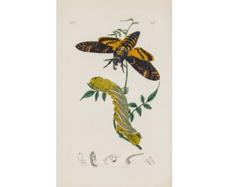 Insects.- Curtis (John) British Entomology; being Illustrations and Descriptions of the Genera of Insects found in Great Brit