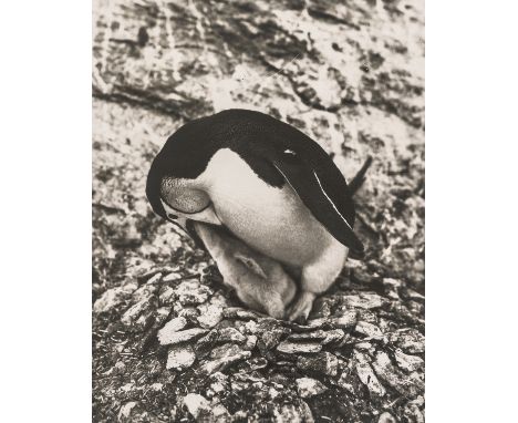 Polar.- Hurley (Captain Frank) Mother penguin feeding her chick, vintage silver gelatin print, 255 x 201mm.,  verso with cent