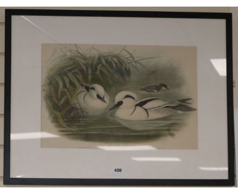 Wolf and Richter, coloured lithograph, Mergus Albellus, 33 x 50cm