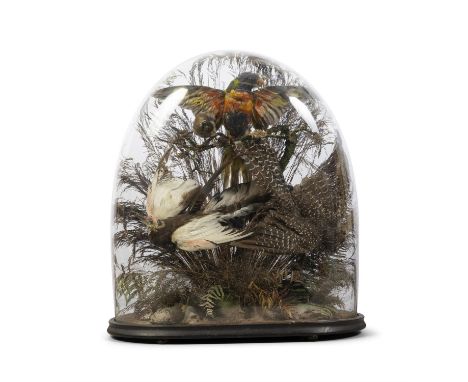 TAXIDERMY A DISPLAY OF FOUR BIRDScontained within a domed case, one parrakeet with spread wings, on wooden base. 55cm high, 5