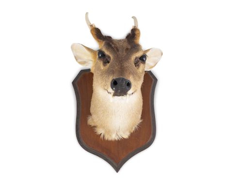 TAXIDERMYAN IBEXthe trophy mounted on a timber shield. 27cm high, 20cm wide, 30cm deep