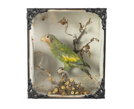 TAXIDERMY  A PARROTmodelled perched upon a small tree stump, within a natural setting, contained within a glazed display case