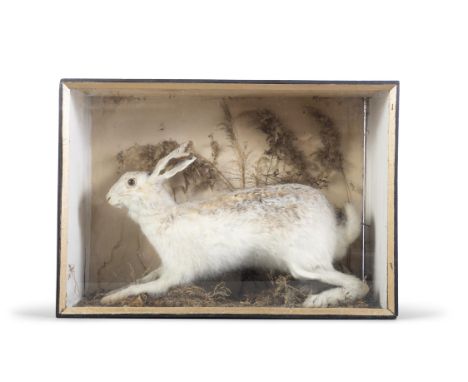 TAXIDERMY A HAREcontained within a display case in a winter white coat. 44cm high, 62cm wide, 21.5cm deep