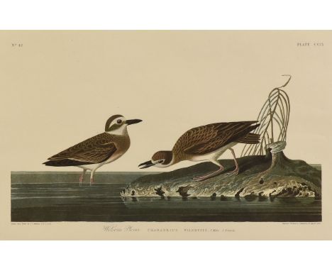 after JOHN JAMES AUDUBON (American 1785-1851) AN AMSTERDAM EDITION PRINT, "Wilson's Plover (Chardius Wilsoniu)," DUTCH, 1972,