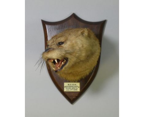 A taxidermy Otter head by R. Spicer &amp; Sons, mounted on an oak shield-shaped plaque with ivorine tablet inscribed: “N.C.O.