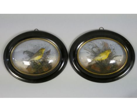 A pair of late Victorian taxidermy Atlantic Canaries, male &amp; female, displayed in naturalistic settings, each in glazed o