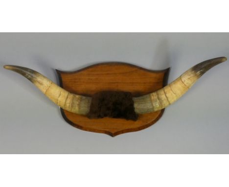 A pair of antique taxidermy Ox horns, mounted to a shield-shaped plaque, the plaque inscribed to reverse “Handmade in finest 