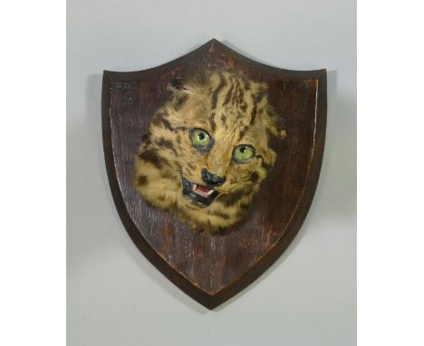 A TAXIDERMY FISHING-CAT HEAD BY VAN INGEN &amp; VAN INGEN, mounted on an oak shield-shaped plaque, with impressed mark “VAN I