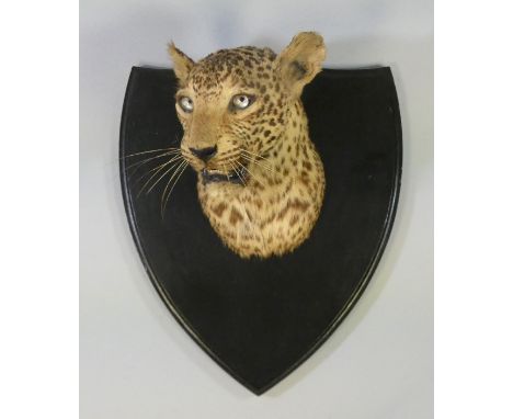 A TAXIDERMY INDIAN LEOPARD HEAD BY VAN INGEN &amp; VAN INGEN, mounted on an ebonised shield-shaped plaque, with ivorine table