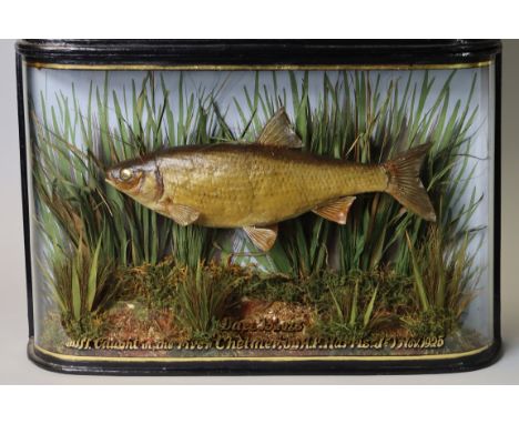 A TAXIDERMY DACE, preserved by W. F. HOMER, Forest Gate, London E., in glazed ebonised case with gilt inscription “Dace 13.5 