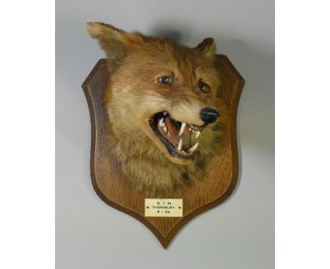 A taxidermy Fox head by R. Spicer &amp; Sons, mounted on an oak shield-shaped tablet with ivorine plaque inscribed: “S. T. H.