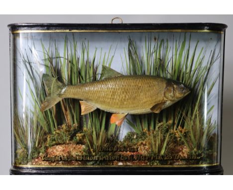A TAXIDERMY DACE, preserved by W. F. HOMER, Forest Gate, London, E., displayed in glazed ebonised case with gilt inscription,