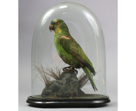 A Taxidermy Amazon Parrot, mounted in a naturalistic setting on ebonised plinth, &amp; under glass domed dust shade; 16.24” h